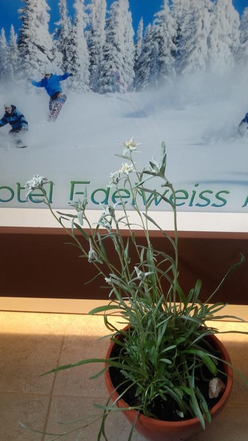 Vila Edelweiss Predeal Exterior photo